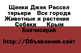 Щенки Джек Рассел терьера - Все города Животные и растения » Собаки   . Крым,Бахчисарай